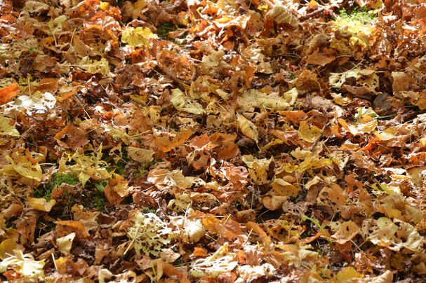 Laub Foto Conni Schlosser