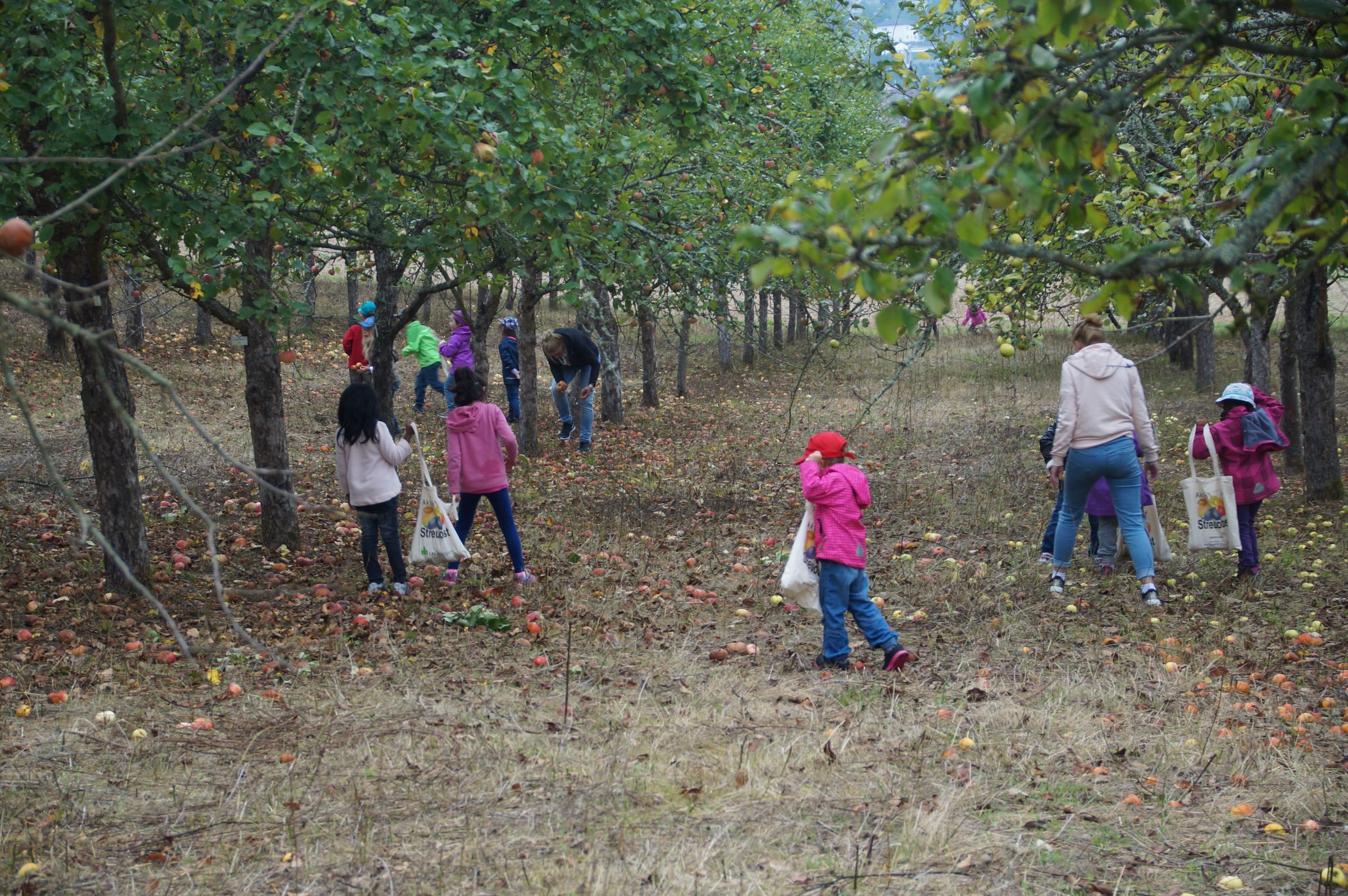 Beim Apfelsammeln