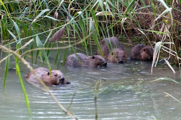 Junge Biber, hier aus dem Retztal, Foto Edmar Rothaug Junge Biber, hier aus dem Retztal, Foto Edmar Rothaug